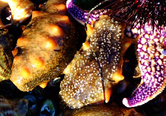 ���ɍu�O�Ҙ�