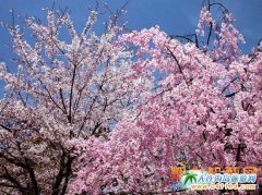 ����������ѻ�,��혙ѻ�һ����35Ԫ