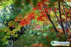 �����S�������^�����΄����f�t��