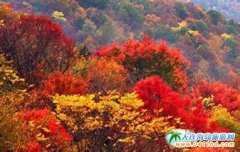 �|����ɽ�όӎn�B���g�t�~�Mɽ���ֱMȾ