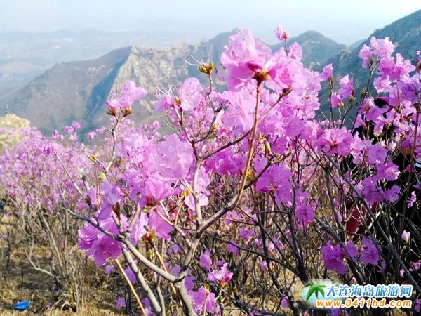 ���ɽ���N��ʢ�_�r�g��������