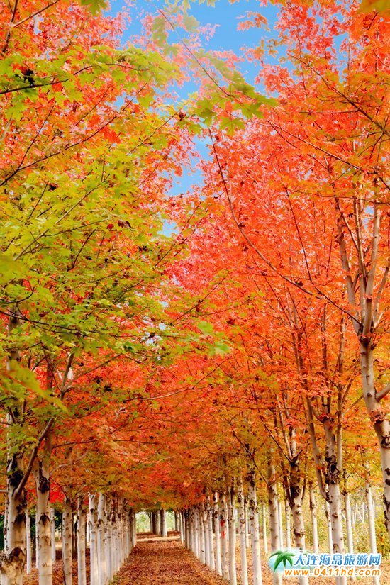 ��ʮ�ﱤ���~��