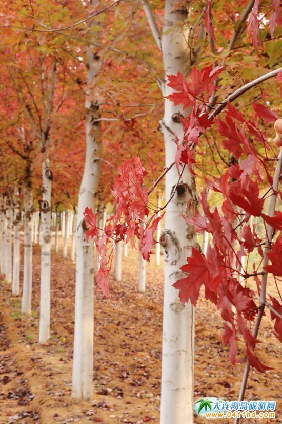 ��ʮ�ﱤ���~��