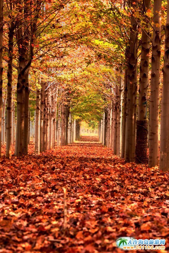 ��ʮ�ﱤ���~��