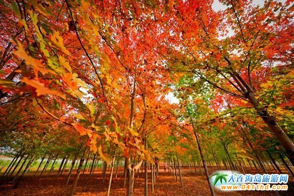 ��ʮ�ﱤ���~��