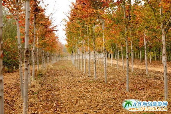 ��ʮ�ﱤ���~��