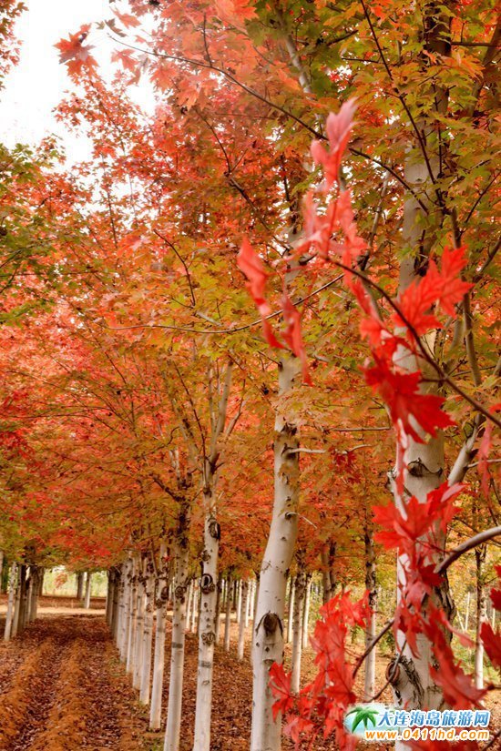 ��ʮ�ﱤ���~��