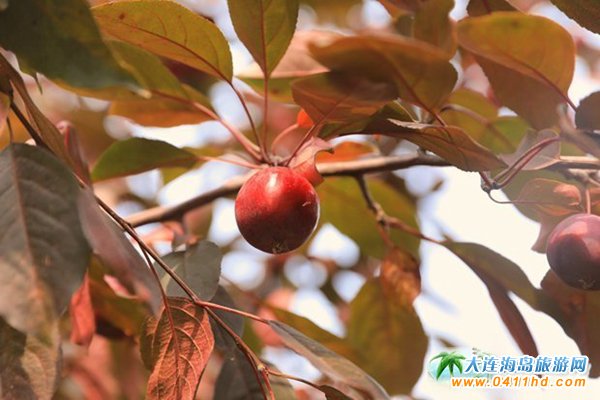 ��ʮ�ﱤ���~��