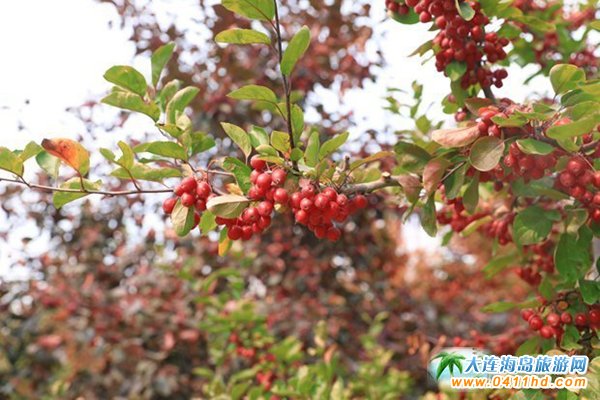 ��ʮ�ﱤ���~��