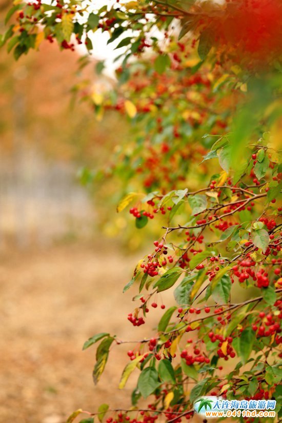 ��ʮ�ﱤ���~��