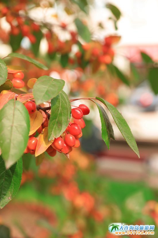 ��ʮ�ﱤ���~��