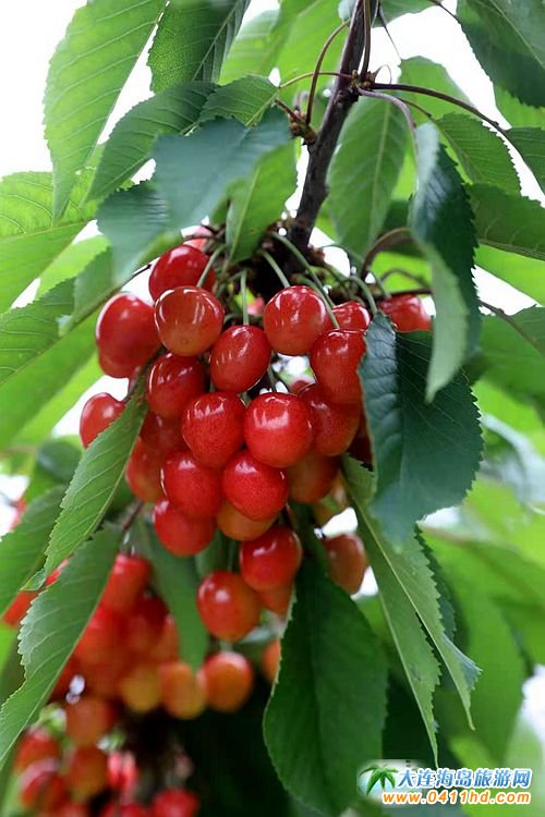 2021���B����Ҳ�ժ