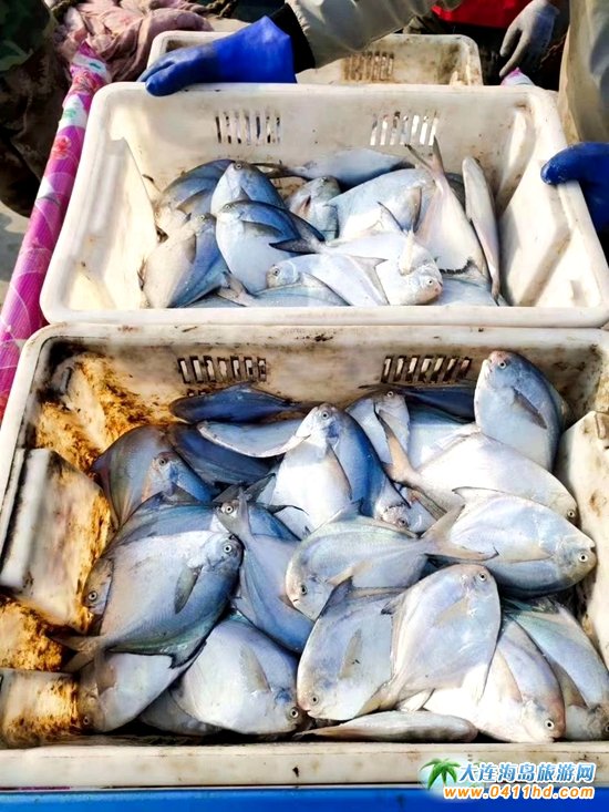 山東煙臺長島每年的海鮮節(jié)音樂搭配美食共享秋季