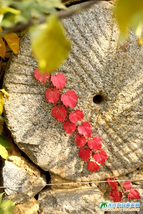 ���B�����˵ĹPӛ:�l����ʳ